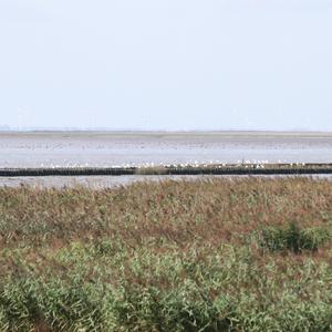 Eurasian Spoonbill