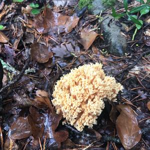 Unknown Species
