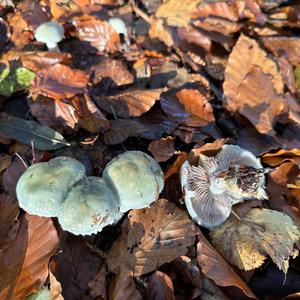 Green Stropharia