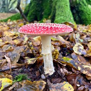 Fly Agaric