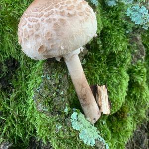 Parasol Mushroom