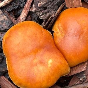 Unknown Species