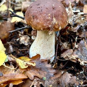 King Bolete