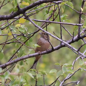 Rock Bunting