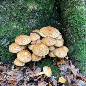 Scaly Pholiota