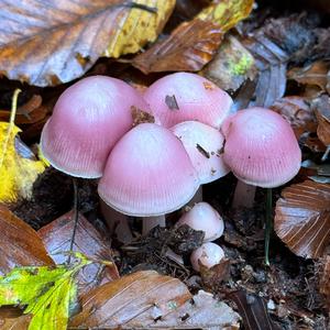 Pink Mycena