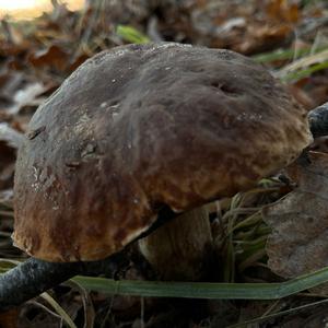 King Bolete