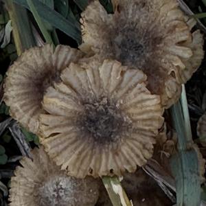 Unknown Species