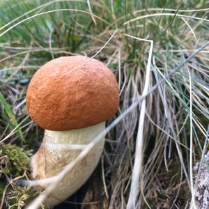 Unknown Species