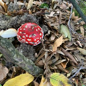 Unknown Species