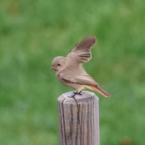 Black Redstart