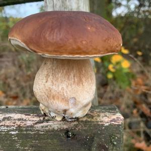 King Bolete