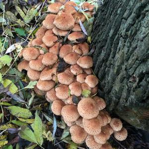 Unknown Species