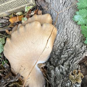 Unknown Species