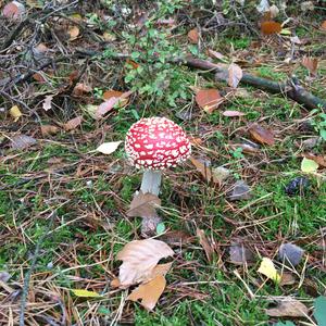 Fly Agaric