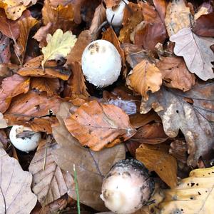 Unknown Species
