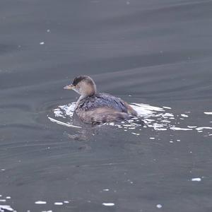 Little Grebe