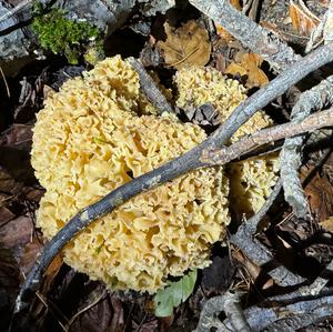 Eastern Cauliflower Mushroom