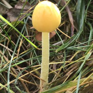 Unknown Species