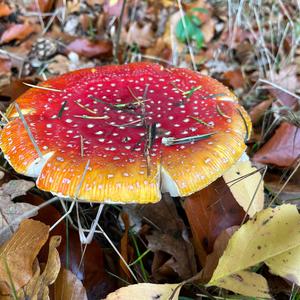 Fly Agaric