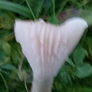 Unknown Species