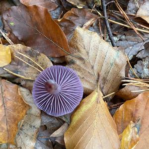 Unknown Species