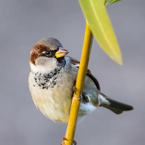 House Sparrow