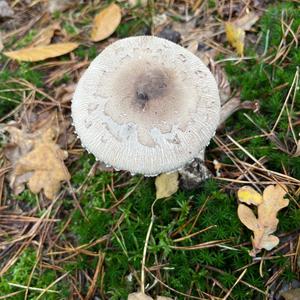 Unknown Species