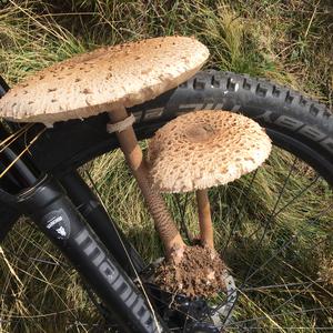 Parasol Mushroom