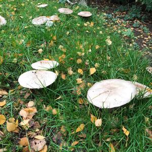 Unknown Species
