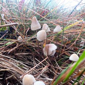 Non-inky Coprinus