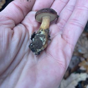 King Bolete