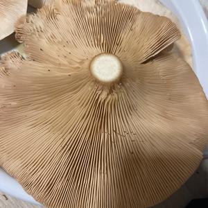 Unknown Species