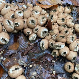 Pigskin Poison Puffball