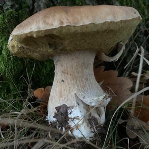 Summer Bolete