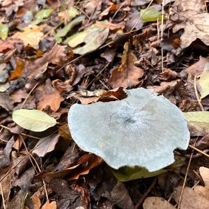 Anise-scented Clitocybe