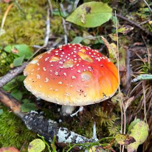 Fly Agaric