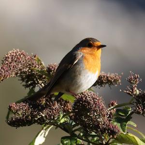 European Robin