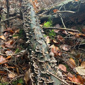 Turkey-tail