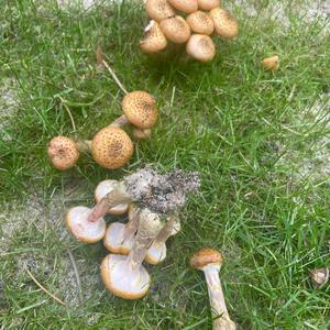 Unknown Species