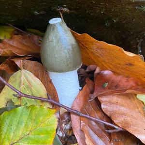 Stinkhorn, Common