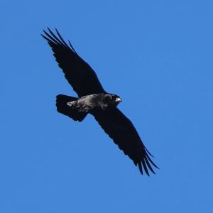 Common Raven