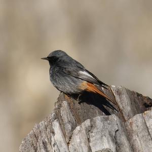 Black Redstart