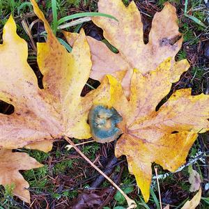 Unknown Species