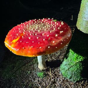 Fly Agaric