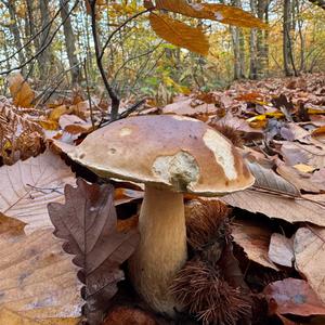 King Bolete