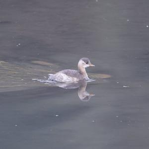 Little Grebe