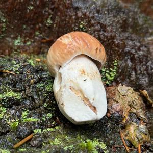 King Bolete