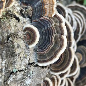 Unknown Species