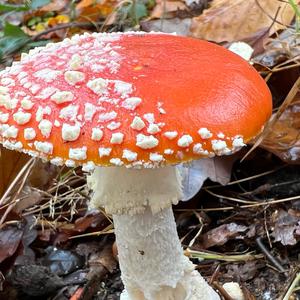 Fly Agaric